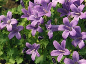 Campanula portenschlagiana